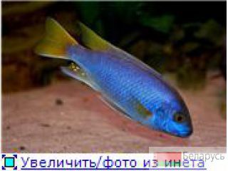 Псевдотрофеус Акей Минск