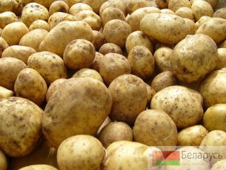 продам картофель опт Минск