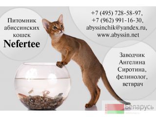     Nefertee 