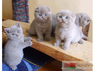 шотландские котята минск