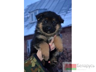 Щенки немецкой овчарки чепрачного окраса Барановичи