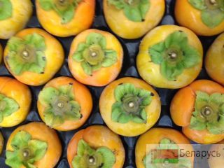 Offer fruit&vegetables Aleks Macedonia Strumica Macedonia